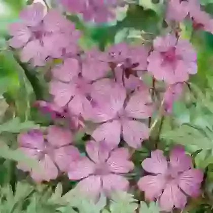 Geranium